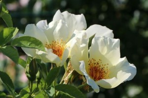 GOLDEN WINGS (floribunda)